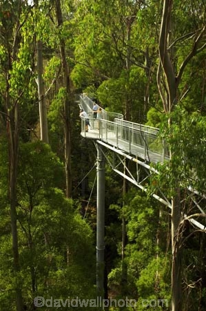 aerial-walkway;aerials-walkways;australasia;Australia;australian;bridge;bridges;bush;canopy;canopy-walk;eco-tourism;eco-tourist;eco-tourists;ecotourism;ecotourist;ecotourists;engineering;eucalyptis;eucalypts;forest;forest-canopy;forests;galvanised;galvanized;great-ocean-road;gum;gums;high;high-up;lush;luxuriant;metal;native-bush;native-forest;native-forests;natural;nature;Otway-Fly;otway-range;Otway-Ranges;people;person;plant;plants;rain-forest;rain-forests;rain_forests;rainforest;rainforest-canopy;rainforest-walk;rainforests;steel;structure;structures;tourism;tourist;tourists;travel;tree;Tree-Top-Walk;tree-trunk;tree-trunks;trees;vegetation;verdant;vertigo;Victoria;walkway;walkways