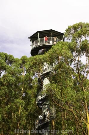 aerial-walkway;aerials-walkways;australasia;Australia;australian;bridge;bridges;bush;canopy;canopy-walk;eco-tourism;eco-tourist;eco-tourists;ecotourism;ecotourist;ecotourists;engineering;eucalyptis;eucalypts;forest;forest-canopy;forests;galvanised;galvanized;great-ocean-road;gum;gums;high;high-up;lush;luxuriant;metal;native-bush;native-forest;native-forests;natural;nature;Otway-Fly;otway-range;Otway-Ranges;people;person;plant;plants;rain-forest;rain-forests;rain_forests;rainforest;rainforest-canopy;rainforest-walk;rainforests;spiral-staircase;spiral-stairs;spiral-stairway;spiral-tower;steel;structure;structures;tourism;tourist;tourists;tower;towers;travel;tree;Tree-Top-Walk;trees;vegetation;verdant;vertigo;Victoria;walkway;walkways