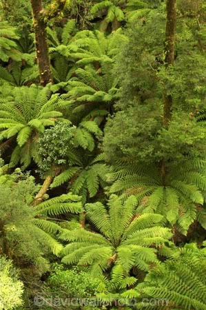aerial-walkway;aerials-walkways;australasia;Australia;australian;bush;canopy;canopy-walk;eco-tourism;ecotourism;fern;ferns;forest;forests;great-ocean-road;green;lush;luxuriant;native-bush;native-forest;native-forests;natural;nature;Otway-Fly;otway-range;Otway-Ranges;plant;plants;rain-forest;rain-forests;rain_forests;rainforest;rainforest-canopy;rainforest-walk;rainforests;tourism;travel;tree;Tree-Top-Walk;trees;vegetation;verdant;Victoria