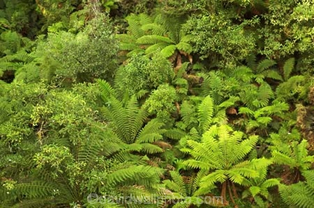 aerial-walkway;aerials-walkways;australasia;Australia;australian;bush;canopy;canopy-walk;eco-tourism;ecotourism;fern;ferns;forest;forests;great-ocean-road;green;lush;luxuriant;native-bush;native-forest;native-forests;natural;nature;Otway-Fly;otway-range;Otway-Ranges;plant;plants;rain-forest;rain-forests;rain_forests;rainforest;rainforest-canopy;rainforest-walk;rainforests;tourism;travel;tree;Tree-Top-Walk;trees;vegetation;verdant;Victoria