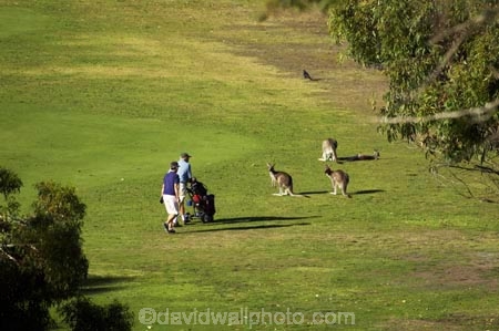 angelsea;anglesea;australasia;australasian;Australia;australian;fairway;fairways;golf-course;golf-courses;golf-link;golf-links;great-ocean-highway;Great-Ocean-Road;great-ocean-route;green;greens;hi;kangaroo;kangaroos;Macropodidae;Macropus-giganteus;Marsupials;marsupium;there;Victoria;wildlife