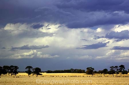 agricultural;agriculture;australasia;australia;australian;black;cloud;cloudy;country;countryside;crop;crops;dark;farm;farming;farmland;farms;field;fields;geelong;gray;grey;horticulture;meadow;meadows;paddock;paddocks;pasture;pastures;rural;skies;sky;storm;storms;stormy;thunder;thunderstorm;thunderstorms;torquay;victoria;weather