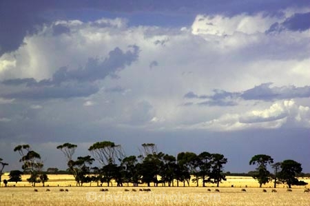 agricultural;agriculture;australasia;australia;australian;black;cloud;cloudy;country;countryside;crop;crops;dark;farm;farming;farmland;farms;field;fields;geelong;gray;grey;horticulture;meadow;meadows;paddock;paddocks;pasture;pastures;rural;skies;sky;storm;storms;stormy;thunder;thunderstorm;thunderstorms;torquay;victoria;weather