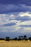 agricultural;agriculture;australasia;australia;australian;black;cloud;cloudy;country;countryside;crop;crops;dark;farm;farming;farmland;farms;field;fields;geelong;gray;grey;horticulture;meadow;meadows;paddock;paddocks;pasture;pastures;rural;skies;sky;storm;storms;stormy;thunder;thunderstorm;thunderstorms;torquay;victoria;weather
