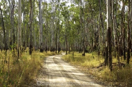Australia;australian;barmah-state-forest;Barmah-State-Park;beautiful;beauty;bush;countryside;dusty;endemic;eucalypt;eucalypts;eucalyptus;eucalytis;forest;forests;gravel-road;gravel-roads;green;gum;gum-tree;gum-trees;gums;metal-road;metal-roads;metalled-road;metalled-roads;native;native-bush;natives;natural;nature;red-gum;red-gums;road;roads;rural;scene;scenic;timber;track;tracks;tree;tree-trunk;tree-trunks;trees;trunk;trunks;Victoria;wood;woods