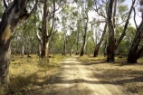 Australia;australian;barmah-state-forest;Barmah-State-Park;beautiful;beauty;bush;countryside;dusty;endemic;eucalypt;eucalypts;eucalyptus;eucalytis;forest;forests;gravel-road;gravel-roads;green;gum;gum-tree;gum-trees;gums;metal-road;metal-roads;metalled-road;metalled-roads;native;native-bush;natives;natural;nature;red-gum;red-gums;road;roads;rural;scene;scenic;timber;track;tracks;tree;tree-trunk;tree-trunks;trees;trunk;trunks;Victoria;wood;woods
