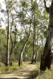 Australia;australian;barmah-state-forest;Barmah-State-Park;beautiful;beauty;bush;countryside;dusty;endemic;eucalypt;eucalypts;eucalyptus;eucalytis;forest;forests;gravel-road;gravel-roads;green;gum;gum-tree;gum-trees;gums;metal-road;metal-roads;metalled-road;metalled-roads;native;native-bush;natives;natural;nature;red-gum;red-gums;road;roads;rural;scene;scenic;timber;track;tracks;tree;tree-trunk;tree-trunks;trees;trunk;trunks;Victoria;wood;woods