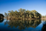 Australasian;Australia;Australian;calm;eucalypt;eucalypts;eucalyptus;eucalytis;gum;gum-tree;gum-trees;gums;Murray-River;N.S.W.;New-South-Wales;NSW;placid;quiet;reflection;reflections;river;rivers;serene;smooth;still;Swan-Hill;tranquil;tree;trees;Vic;Victoria;water
