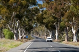 Australasian;Australia;Australian;Calder-Highway;centre-line;centre-lines;centre_line;centre_lines;centreline;centrelines;driving;eucalypt;eucalypts;eucalyptus;eucalytis;gum;gum-tree;gum-trees;gums;highway;highways;open-road;open-roads;road;road-trip;roads;transport;transportation;travel;traveling;travelling;tree;trees;trip;Vic;Victoria