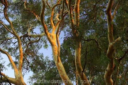 australasia;australia;australian;bough;boughs;branch;branches;eucalypt;eucalypts;eucalyptus;eucalytis;gum;gum-tree;gum-trees;gums;red-gum;red-gums;tree;trees;victoria