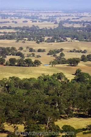 agricultural;agriculture;ararat;australasia;australia;australian;country;countryside;crop;crops;eucalypt;eucalypts;eucalyptus;eucalytis;farm;farming;farmland;farms;field;fields;gum;gum-tree;gum-trees;gums;horticulture;meadow;meadows;paddock;paddocks;pasture;pastures;rural;tree;trees;victoria