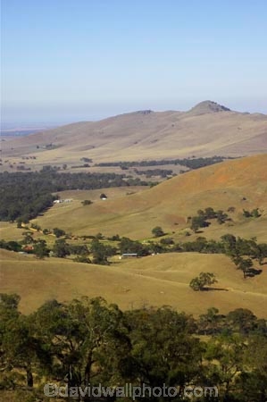 agricultural;agriculture;ararat;australasia;australia;australian;country;countryside;crop;crops;eucalypt;eucalypts;eucalyptus;eucalytis;farm;farming;farmland;farms;field;fields;gum;gum-tree;gum-trees;gums;horticulture;meadow;meadows;paddock;paddocks;pasture;pastures;rural;tree;trees;victoria