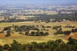 agricultural;agriculture;ararat;australasia;australia;australian;country;countryside;crop;crops;eucalypt;eucalypts;eucalyptus;eucalytis;farm;farming;farmland;farms;field;fields;gum;gum-tree;gum-trees;gums;horticulture;meadow;meadows;paddock;paddocks;pasture;pastures;rural;tree;trees;victoria