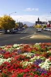 ararat;australasia;australia;australian;autumn;bloom;blooms;color;colors;colour;colours;country-town;country-towns;fall;flower;flower-garden;flower-gardens;flowers;garden;gardens;lilac;main-street;pink;purple;road;roads;roundabout;roundabouts;rural-town;rural-towns;steeple;steeples;street;streets;town;towns;victoria;violet;white;wide-street