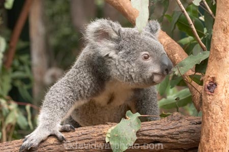 Animal;Animals;arm;arms;Australia;australian;claw;claws;climb;climbs;Close-up;Close_up;currumbin;currumbin-wildlife-sanctuary;eucalyptus;face;feet;finger;fingers;foot;fur;furry;gold-coast;gum-tree;hand;hands;Koala;Koalas;Mammal;Mammals;Marsupial;Marsupials;Nature;Oceania;paw;paws;Phascolarctos;Phascolarctos-cinereus;queensland;toe;toes;tree;trees;Wild;Wildlife;zoo;Zoology