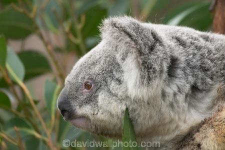 Animal;Animals;Australia;australian;climb;climbs;Close-up;Close_up;currumbin;currumbin-wildlife-sanctuary;eucalyptus;face;fur;furry;gold-coast;gum-tree;Koala;Koalas;Mammal;Mammals;Marsupial;Marsupials;Nature;Oceania;Phascolarctos;Phascolarctos-cinereus;queensland;tree;trees;Wild;Wildlife;zoo;Zoology
