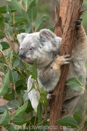 Animal;Animals;arm;arms;Australia;australian;claw;claws;climb;climbs;Close-up;Close_up;currumbin;currumbin-wildlife-sanctuary;eucalyptus;face;feet;finger;fingers;foot;fur;furry;gold-coast;gum-tree;hand;hands;Koala;Koalas;Mammal;Mammals;Marsupial;Marsupials;Nature;Oceania;paw;paws;Phascolarctos;Phascolarctos-cinereus;queensland;toe;toes;tree;trees;Wild;Wildlife;zoo;Zoology