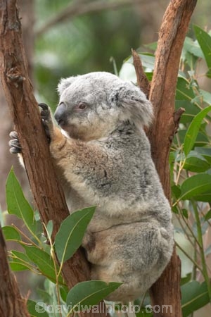 Animal;Animals;Australia;australian;climb;climbs;Close-up;Close_up;currumbin;currumbin-wildlife-sanctuary;eucalyptus;face;fur;furry;gold-coast;gum-tree;Koala;Koalas;Mammal;Mammals;Marsupial;Marsupials;Nature;Oceania;Phascolarctos;Phascolarctos-cinereus;queensland;tree;trees;Wild;Wildlife;zoo;Zoology