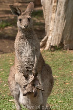 Animal;Animals;australasia;Australia;australian;austrlian;babies;baby;eastern-gray-kangaroo;eastern-gray-kangaroos;gray-kangaroo;gray-kangaroos;Grey-Kangaroo;Grey-Kangaroos;infant;infants;joey;joeys;Kangaroo;Kangaroos;Macropus-giganteus;Mammal;Mammals;Marsupial;Marsupials;Nature;pouch;pouches;skippy;Wild;Wildlife;Zoology