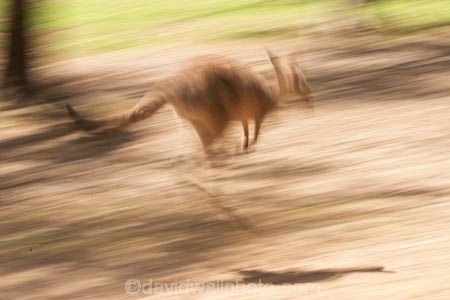 Animal;Animals;australasia;Australia;australian;austrlian;blur;blurred;blurry;eastern-gray-kangaroo;eastern-gray-kangaroos;gray-kangaroo;gray-kangaroos;Grey-Kangaroo;Grey-Kangaroos;jump;jumper;jumping;jumps;Kangaroo;Kangaroos;Macropus-giganteus;Mammal;Mammals;Marsupial;Marsupials;Nature;skippy;Wild;Wildlife;Zoology