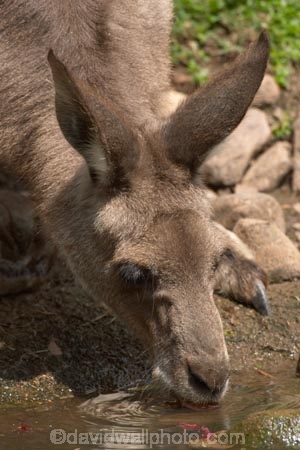Animal;Animals;australasia;Australia;australian;austrlian;drink;drinking;drinks;ear;ears;eastern-gray-kangaroo;eastern-gray-kangaroos;gray-kangaroo;gray-kangaroos;Grey-Kangaroo;Grey-Kangaroos;head;heads;Kangaroo;Kangaroos;Macropus-giganteus;Mammal;Mammals;Marsupial;Marsupials;Nature;portrait;portraits;skippy;Wild;Wildlife;Zoology