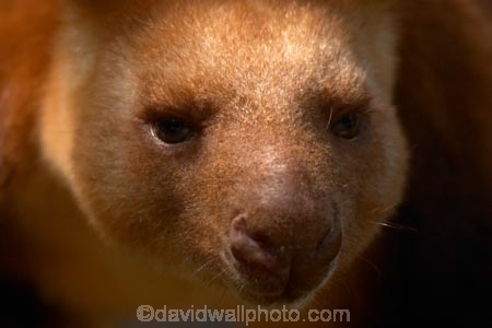 Animal;Animals;australasia;Australia;australian;austrlian;climb;climber;climbers;climbs;Dendrolagus;head;heads;Kangaroo;Kangaroos;Macropodidae;Mammal;Mammals;Marsupial;Marsupials;Nature;portrait;portraits;skippy;tree-kangaroo;tree-kangaroos;Wild;Wildlife;Zoology
