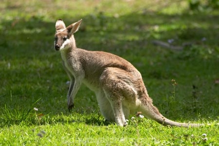 Animal;Animals;australasia;Australia;australian;austrlian;head;heads;Mammal;Mammals;Marsupial;Marsupials;Nature;portrait;portraits;skippy;wallabies;wallaby;Wild;Wildlife;Zoology