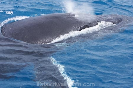 Animal;Animals;australia;australian;blow-hole;blow-holes;blow_hole;blow_holes;blowhole;blowholes;Cetacean;Cetaceans;Coast;fin;fins;flipper;flippers;head;heads;hervey-bay;humpback;Humpback-Whale;humpbacks;Marine-life;Marine-mammal;Marine-mammals;Megaptera-novaeangliae;Nature;ocean;oceans;pacific-ocean;Power;queensland;Sea;Sea-mammal;Sea-mammals;seas;splash;splashes;splashing;spray;sprays;tasman-sea;Water;Whale;Whales