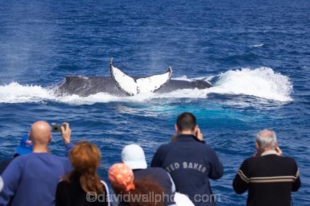 Animal;Animals;australia;australian;blow-hole;blow-holes;blow_hole;blow_holes;blowhole;blowholes;boat;boats;Cetacean;Cetaceans;Coast;fin;fins;flipper;flippers;head;heads;hervey-bay;humpback;Humpback-Whale;humpbacks;Marine-life;Marine-mammal;Marine-mammals;Megaptera-novaeangliae;Nature;ocean;oceans;pacific-ocean;Power;queensland;Sea;Sea-mammal;Sea-mammals;seas;splash;splashes;splashing;spray;sprays;tail;tails;tasman-sea;tourism;tourists;travel;view;Water;Whale;whale-tail;whale-tails;whale-watch;whale-watchers;whale-watching;whale_watch;whale_watchers;whale_watching;Whales