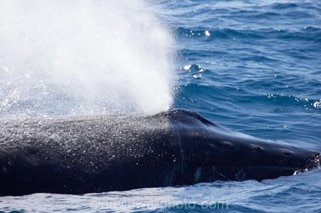 Animal;Animals;australia;australian;blow-hole;blow-holes;blow_hole;blow_holes;blowhole;blowholes;Cetacean;Cetaceans;Coast;harvey;hervey-bay;humpback;Humpback-Whale;humpbacks;Marine-life;Marine-mammal;Marine-mammals;Megaptera-novaeangliae;Nature;ocean;oceans;pacific-ocean;Power;queensland;Sea;Sea-mammal;Sea-mammals;seas;splash;splashes;splashing;spray;sprays;tasman-sea;Water;Whale;Whales