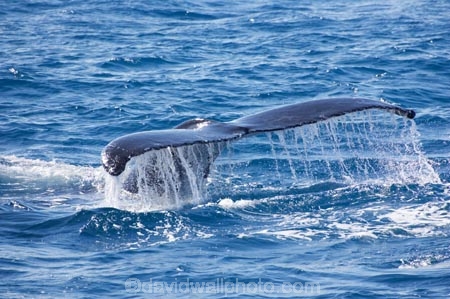 Animal;Animals;australia;australian;Cetacean;Cetaceans;Coast;dive;hervey-bay;humpback;Humpback-Whale;humpbacks;Marine-life;Marine-mammal;Marine-mammals;Megaptera-novaeangliae;Nature;ocean;oceans;pacific-ocean;Power;queensland;Sea;Sea-mammal;Sea-mammals;seas;Tail;Tails;tasman-sea;Water;Whale;Whales