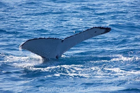 Animal;Animals;australia;australian;Cetacean;Cetaceans;Coast;dive;hervey-bay;humpback;Humpback-Whale;humpbacks;Marine-life;Marine-mammal;Marine-mammals;Megaptera-novaeangliae;Nature;ocean;oceans;pacific-ocean;Power;queensland;Sea;Sea-mammal;Sea-mammals;seas;Tail;Tails;tasman-sea;Water;Whale;Whales