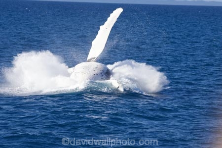Animal;Animals;australia;australian;big;breach;breaches;breaching;Cetacean;Cetaceans;Coast;fin;fins;flipper;flippers;giant;gigantic;harvey;head;heads;hervey-bay;huge;humpback;Humpback-Whale;humpbacks;jump;jumping;Marine-life;Marine-mammal;Marine-mammals;Megaptera-novaeangliae;Nature;ocean;oceans;pacific-ocean;Power;queensland;Sea;Sea-mammal;Sea-mammals;seas;spectacular;splash;splashes;splashing;spray;sprays;tasman-sea;Water;Whale;whale-watch;whale-watchers;whale-watching;whale_watch;whale_watchers;whale_watching;Whales