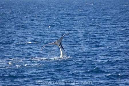 Animal;Animals;australia;australian;Cetacean;Cetaceans;Coast;dive;hervey-bay;humpback;Humpback-Whale;humpbacks;Marine-life;Marine-mammal;Marine-mammals;Megaptera-novaeangliae;Nature;ocean;oceans;pacific-ocean;Power;queensland;Sea;Sea-mammal;Sea-mammals;seas;Tail;Tails;tasman-sea;Water;Whale;Whales
