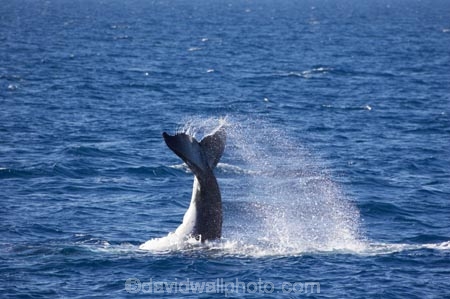 Animal;Animals;australia;australian;Cetacean;Cetaceans;Coast;dive;hervey-bay;humpback;Humpback-Whale;humpbacks;Marine-life;Marine-mammal;Marine-mammals;Megaptera-novaeangliae;Nature;ocean;oceans;pacific-ocean;Power;queensland;Sea;Sea-mammal;Sea-mammals;seas;splash;splashes;splashing;Tail;Tails;tasman-sea;Water;Whale;Whales