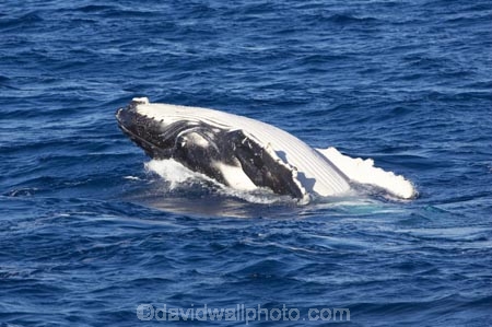 Animal;Animals;australia;australian;big;breach;breaches;breaching;Cetacean;Cetaceans;Coast;fin;fins;flipper;flippers;giant;gigantic;harvey;head;heads;hervey-bay;huge;humpback;Humpback-Whale;humpbacks;jump;jumping;Marine-life;Marine-mammal;Marine-mammals;Megaptera-novaeangliae;Nature;ocean;oceans;pacific-ocean;Power;queensland;Sea;Sea-mammal;Sea-mammals;seas;spectacular;splash;splashes;splashing;tasman-sea;Water;Whale;whale-watch;whale-watching;whale_watch;whale_watching;Whales
