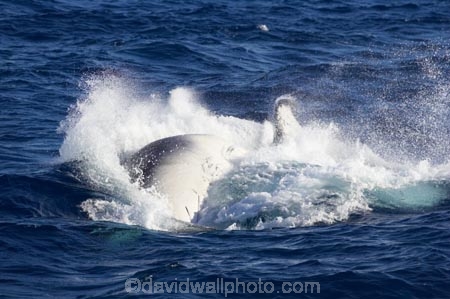Animal;Animals;australia;australian;big;breach;breaches;breaching;Cetacean;Cetaceans;Coast;dive;fin;fins;flipper;flippers;giant;gigantic;harvey;head;heads;hervey-bay;huge;humpback;Humpback-Whale;humpbacks;jump;jumping;Marine-life;Marine-mammal;Marine-mammals;Megaptera-novaeangliae;Nature;ocean;oceans;pacific-ocean;Power;queensland;Sea;Sea-mammal;Sea-mammals;seas;spectacular;splash;splashes;splashing;Tail;Tails;tasman-sea;Water;Whale;whale-watch;whale-watching;whale_watch;whale_watching;Whales