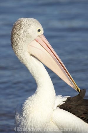 Animal;Animals;Aquatic-bird;Aquatic-birds;Australia;australian;Australian-pelican;beak;bill;bird;birds;Marine-bird;Marine-birds;Nature;New-South-Wales;Oceania;ornithology;Pelecanus-conspicillatus;Pelican;Pelicans;queensland;tweed-heads;unusual;water;Web_footed;Wild;Wildlife;Zoology