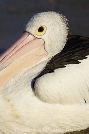 Animal;Animals;Aquatic-bird;Aquatic-birds;Australia;australian;Australian-pelican;beak;bill;bird;birds;Marine-bird;Marine-birds;Nature;New-South-Wales;Oceania;ornithology;Pelecanus-conspicillatus;Pelican;Pelicans;queensland;tweed-heads;unusual;water;Web_footed;Wild;Wildlife;Zoology