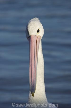 Animal;Animals;Aquatic-bird;Aquatic-birds;Australia;australian;Australian-pelican;beak;bill;bird;birds;Marine-bird;Marine-birds;Nature;New-South-Wales;Oceania;ornithology;Pelecanus-conspicillatus;Pelican;Pelicans;queensland;tweed-heads;unusual;water;Web_footed;Wild;Wildlife;Zoology