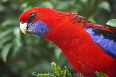 Animal;animals;Ara;australia;australian;Avian;Beak;Bird;birds;Blue;Bright;Close-up;Color;Colored;Colorful;Colors;Colour;Coloured;Colourful;Colours;crimson-rosella;Crimson-Rosellas;currumbin;Exotic;Fauna;Feather;Habitat;lamington-national-park;Natural;Nature;OReillys-Rainforest;Oceania;Ornithology;Oz;Parrot;parrots;Perch;Perching;Platycercus-elegans;Plumage;Portrait;queensland;Rainbow-Lorikeet;rainbow-lorikeets;Red;rosella;rosellas;Trichoglossus-Haematodus;Vivid;wild;Wildlife;Wing