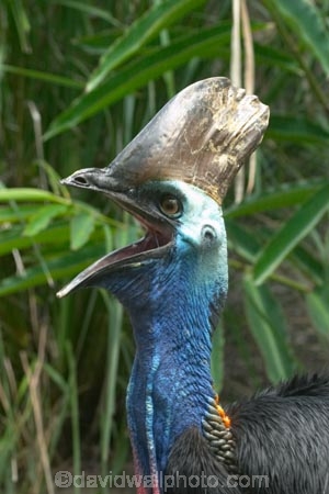 Animal;animals;australia;australian;Avian;Beak;Bird;Casuarius-casuarius-johnsonii;Close-up;currumbin;endangered;Fauna;Feather;Habitat;Natural;Nature;Oceania;Ornithology;Oz;Plumage;Portrait;queensland;shout;shouting;shouts;Southern-Cassowaries;Southern-Cassowary;Southern-Cassowarys;unusual;wild;Wildlife;Wing;yell;yelling;yells