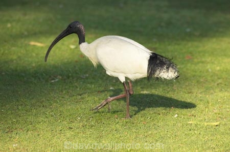 Animal;animals;australia;australian;Australian-White-Ibis;Avian;Beak;Bird;Black_necked-Ibis;Close-up;currumbin;Fauna;Feather;Habitat;indigenous;Natural;Nature;Oceania;Ornithology;Oz;Plumage;Portrait;queensland;unusual;White-Ibis;wild;Wildlife;Wing;Australian-Ibis;Threskiornis-molucca