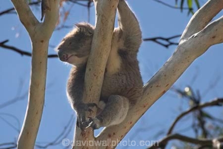 Animal;Animals;Australia;australian;climb;climbs;Close-up;Close_up;eucalypts;eucalyptus;face;fur;furry;gum;gum-tree;gums;Koala;Koalas;Mammal;Mammals;Marsupial;Marsupials;Nature;Oceania;Phascolarctos;Phascolarctos-cinereus;tree;trees;victoria;Wild;Wildlife;zoo;Zoology