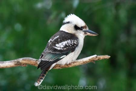 Animal;animals;australasian;australia;australian;Avian;Beak;Bird;birds;Brown-Kingfisher;Close-up;cookaburra;cookaburras;Dacelo-gigas;Dacelo-novaeguineae;Fauna;Feather;Giant-Kingfisher;Habitat;kingfisher;kingfishers;kookaburra;kookaburras;Laughing-Jackass;Laughing-Jackasses;Laughing-Kingfisher;laughing-kookaburra;laughing-kookaburras;Natural;Nature;Oceania;Ornithology;Oz;Perch;Perching;Plumage;Portrait;wild;Wildlife;Wing