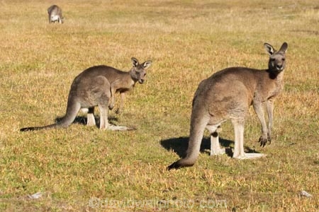 Animal;Animals;australasia;Australia;australian;eastern-gray-kangaroo;eastern-gray-kangaroos;eastern-grey-kangaroo;eastern-grey-kangaroos;father;grampian;grampian-national-park;grampians;grampians-national-park;gray-kangaroo;gray-kangaroos;Grey-Kangaroo;Grey-Kangaroos;halls-gap;head;heads;Kangaroo;Kangaroos;Macropodidae;Macropus-giganteus;male;Mammal;Mammals;Marsupial;Marsupials;marsupium;Nature;portrait;portraits;pouch;skippy;victoria;Wild;Wildlife;Zoology