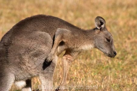 Animal;Animals;australasia;Australia;australian;eastern-gray-kangaroo;eastern-gray-kangaroos;eastern-grey-kangaroo;eastern-grey-kangaroos;grampian;grampian-national-park;grampians;grampians-national-park;gray-kangaroo;gray-kangaroos;Grey-Kangaroo;Grey-Kangaroos;halls-gap;head;heads;itch;itches;itching;Kangaroo;Kangaroos;Macropodidae;Macropus-giganteus;Mammal;Mammals;Marsupial;Marsupials;marsupium;Nature;portrait;portraits;pouch;scratch;scratches;scratching;skippy;victoria;Wild;Wildlife;Zoology