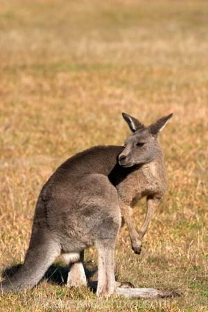 Animal;Animals;australasia;Australia;australian;eastern-gray-kangaroo;eastern-gray-kangaroos;eastern-grey-kangaroo;eastern-grey-kangaroos;grampian;grampian-national-park;grampians;grampians-national-park;gray-kangaroo;gray-kangaroos;Grey-Kangaroo;Grey-Kangaroos;halls-gap;head;heads;Kangaroo;Kangaroos;Macropodidae;Macropus-giganteus;Mammal;Mammals;Marsupial;Marsupials;marsupium;Nature;portrait;portraits;pouch;skippy;victoria;Wild;Wildlife;Zoology