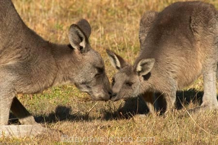 Animal;Animals;australasia;Australia;australian;eastern-gray-kangaroo;eastern-gray-kangaroos;eastern-grey-kangaroo;eastern-grey-kangaroos;grampian;grampian-national-park;grampians;grampians-national-park;gray-kangaroo;gray-kangaroos;Grey-Kangaroo;Grey-Kangaroos;halls-gap;head;heads;Kangaroo;Kangaroos;kiss;kissing;Macropodidae;Macropus-giganteus;Mammal;Mammals;Marsupial;Marsupials;marsupium;muzzle;Nature;portrait;portraits;pouch;skippy;victoria;Wild;Wildlife;young;Zoology