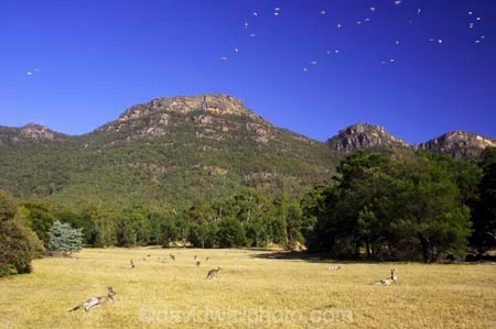Animal;Animals;australasia;australia;australian;bird;birds;cockatoo;cockatoos;crested;eastern-gray-kangaroo;eastern-gray-kangaroos;eastern-grey-kangaroo;eastern-grey-kangaroos;endemic;flock;fly;flying;grampian;grampian-national-park;grampians;grampians-national-park;gray-kangaroo;gray-kangaroos;Grey-Kangaroo;Grey-Kangaroos;halls-gap;head;heads;indigenous;Kangaroo;Kangaroos;Macropodidae;Macropus-giganteus;Mammal;Mammals;Marsupial;Marsupials;marsupium;native;Nature;portrait;portraits;pouch;skippy;sulfer;sulfur;sulfur-crested-cockatoo;victoria;Wild;Wildlife;Zoology